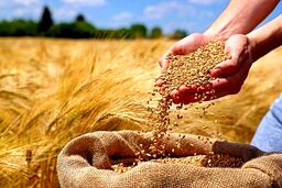 بمب خبری برای بازار آرد و نان ایران / سرازیر شدن سیل گندم‌های روسی از دریای خزر