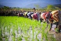 رونمایی از برنامه برنجی ایران و چین / آماده تغییرات باشید