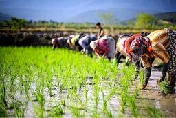 کشت برنج تنها در این ۲ استان مجاز است 