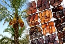 خرما هم لاکچری شد؟ / قیمت مصوب هوش از سر خریداران برد!