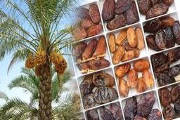 خرید حمایتی این محصول کشاورزان خوزستانی کلید خورد